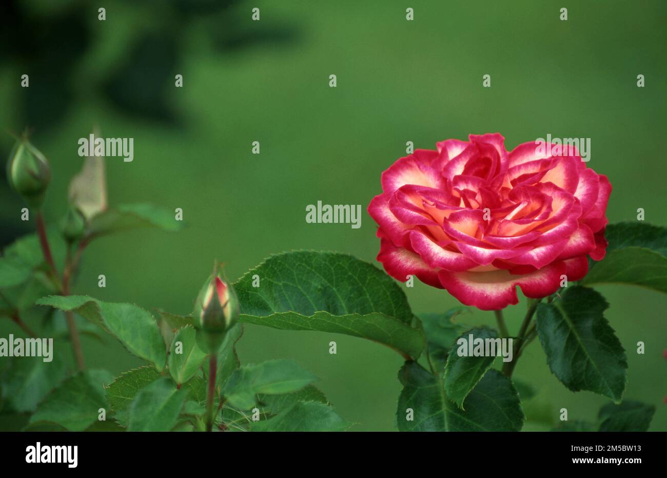 EINEZIGE ROSA (ROSA) IN VOLLER BLÜTE MIT KNOS PEN, DIE SICH ZU ÖFFNEN BEGINNEN. Stockfoto