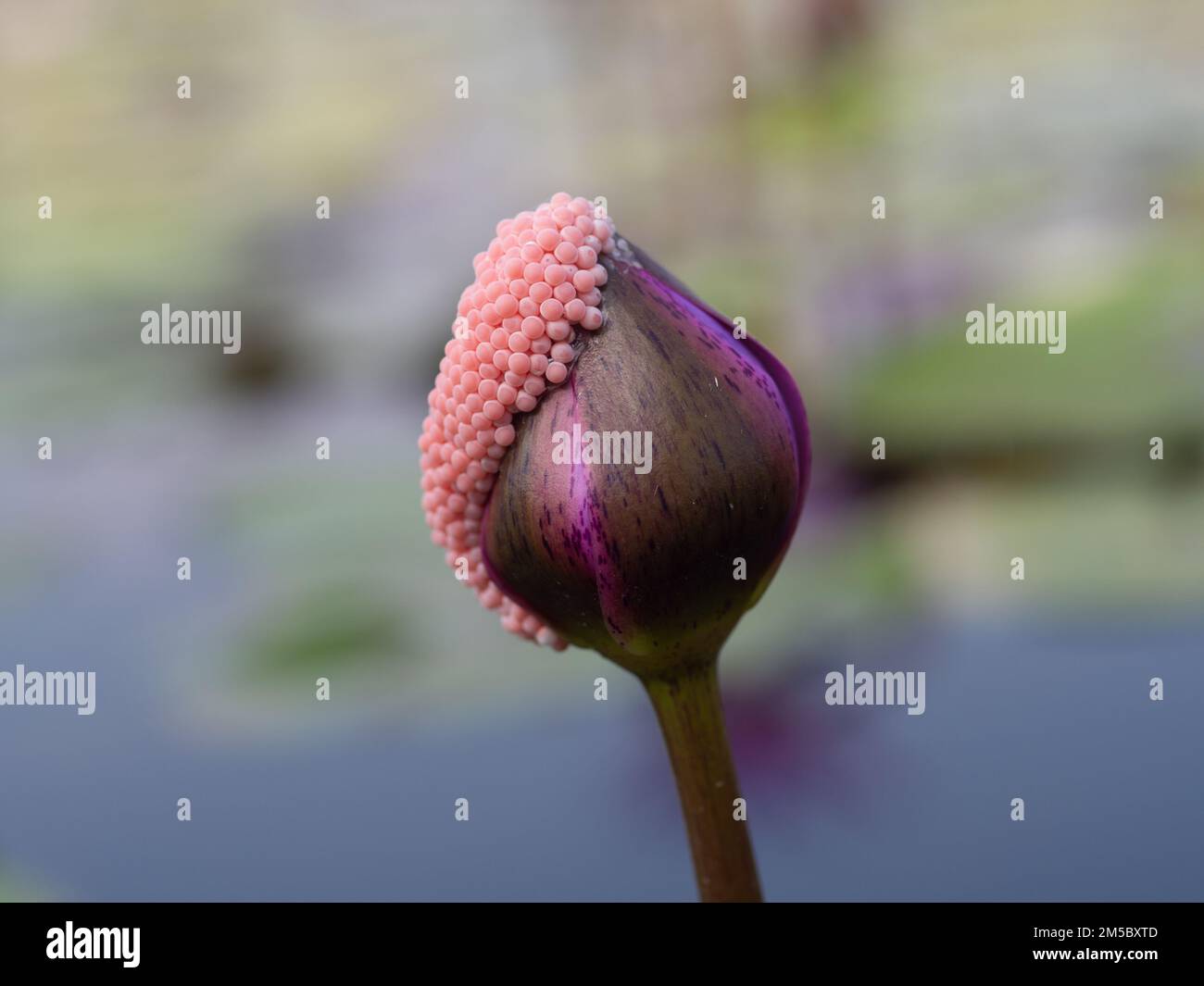 Schneckeneier, die an Lotusblumen hängen Stockfoto