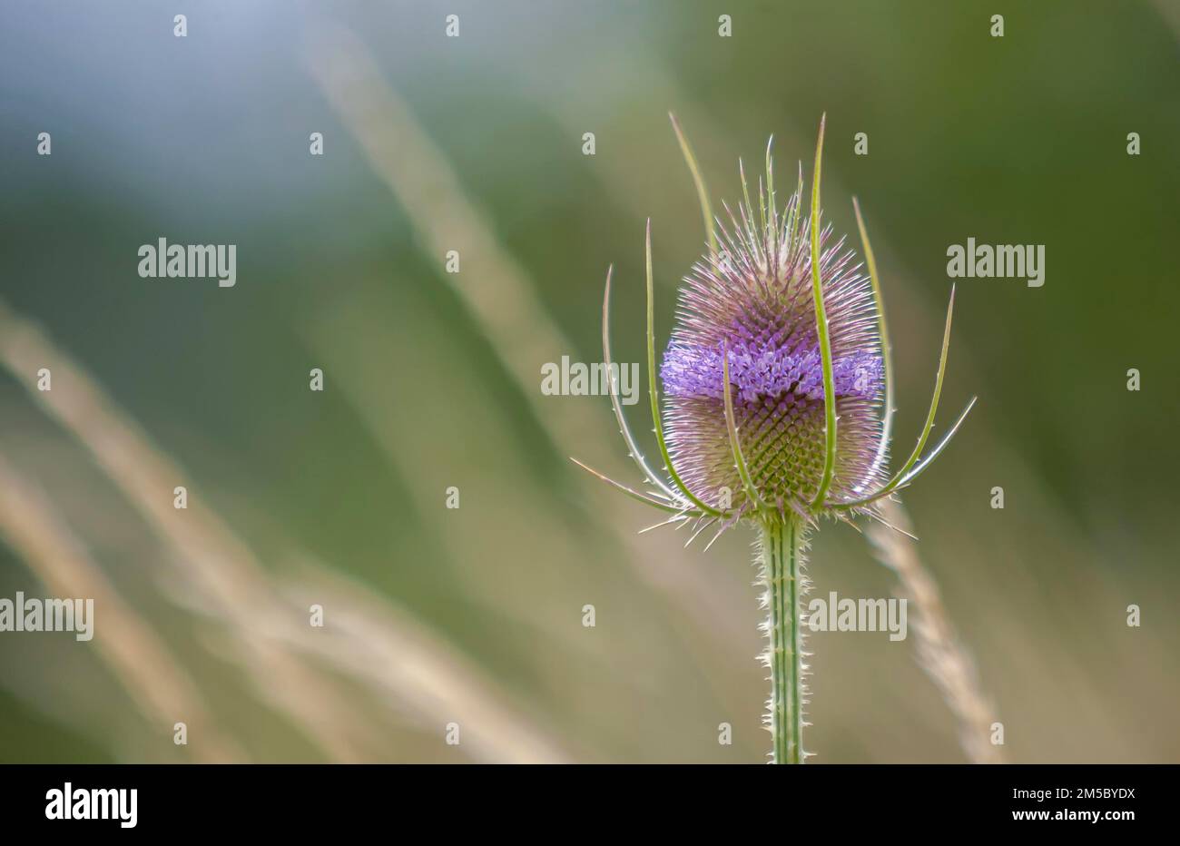 Wilde Kardonen (Dipsacus fullonum L. SYN. : Dipsacus sylvestris Huds.), Inflorescence, Rheinland-Pfalz, Deutschland Stockfoto