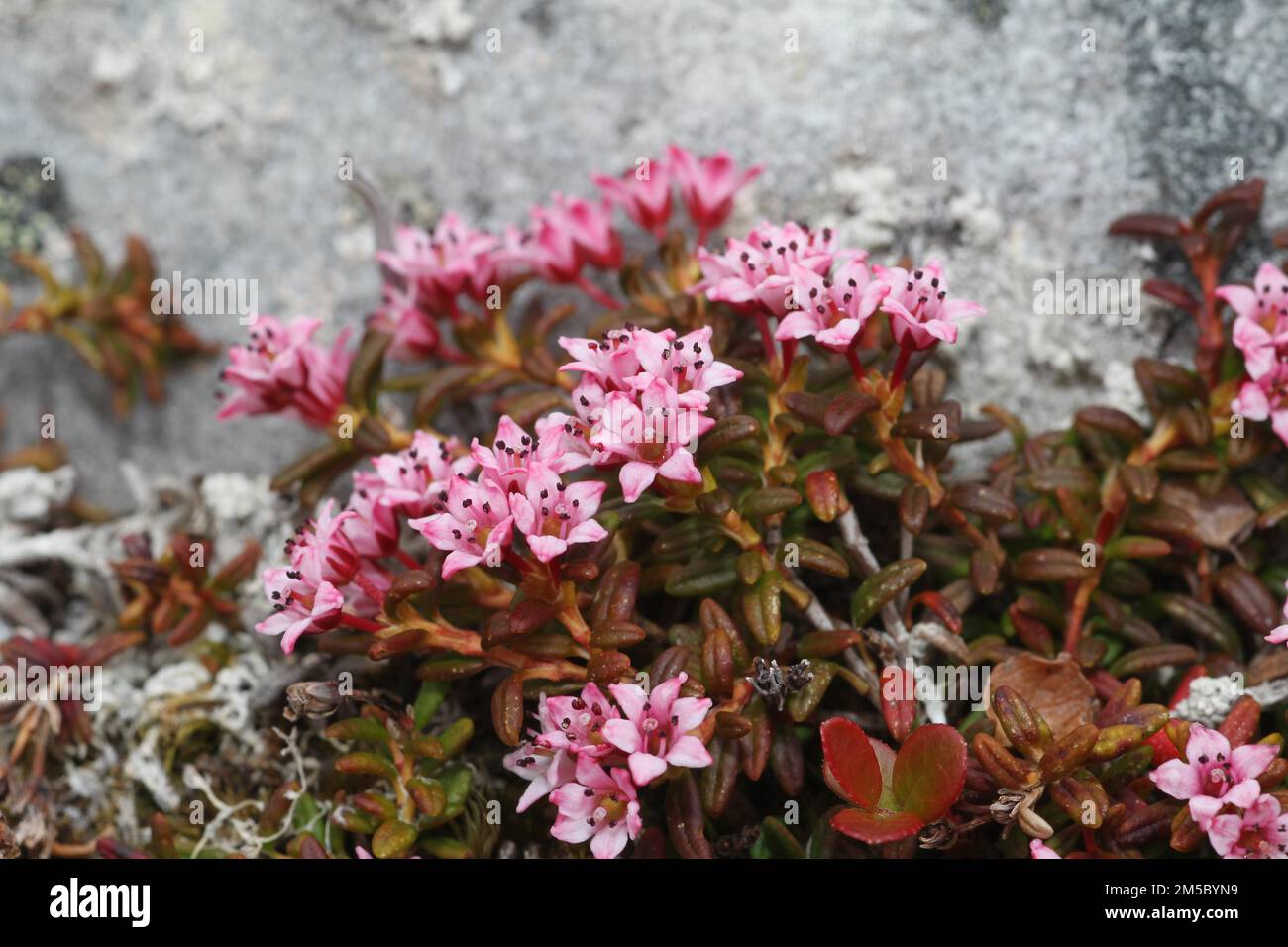 Alpine Azalea (Loiseleuria procumbens) Blütenpflanzen in der Tundra, Lappland, Nordnorwegen, Skandinavien Stockfoto