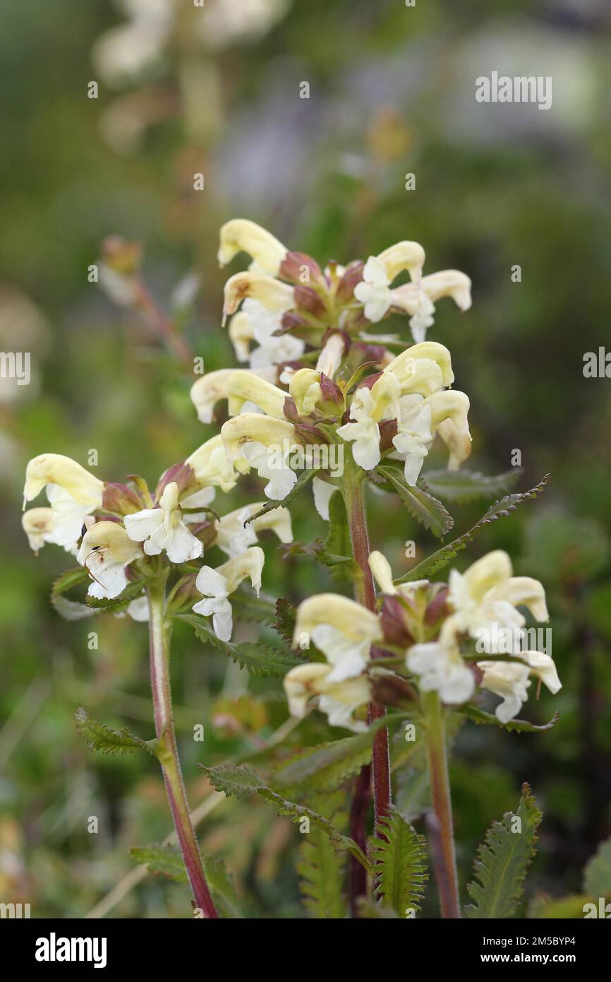 Lappland-Lousewürze (Pedicularis lapponica)-Blüten in der Tundra, Lappland, Norwegen, Skandinavien Stockfoto