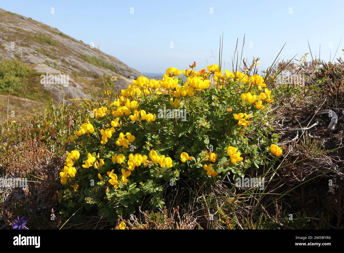 Blüten von Rotklee (Lotus corniculatu) auf dem Berg in Lofoten, Norwegen, Skandinavien Stockfoto