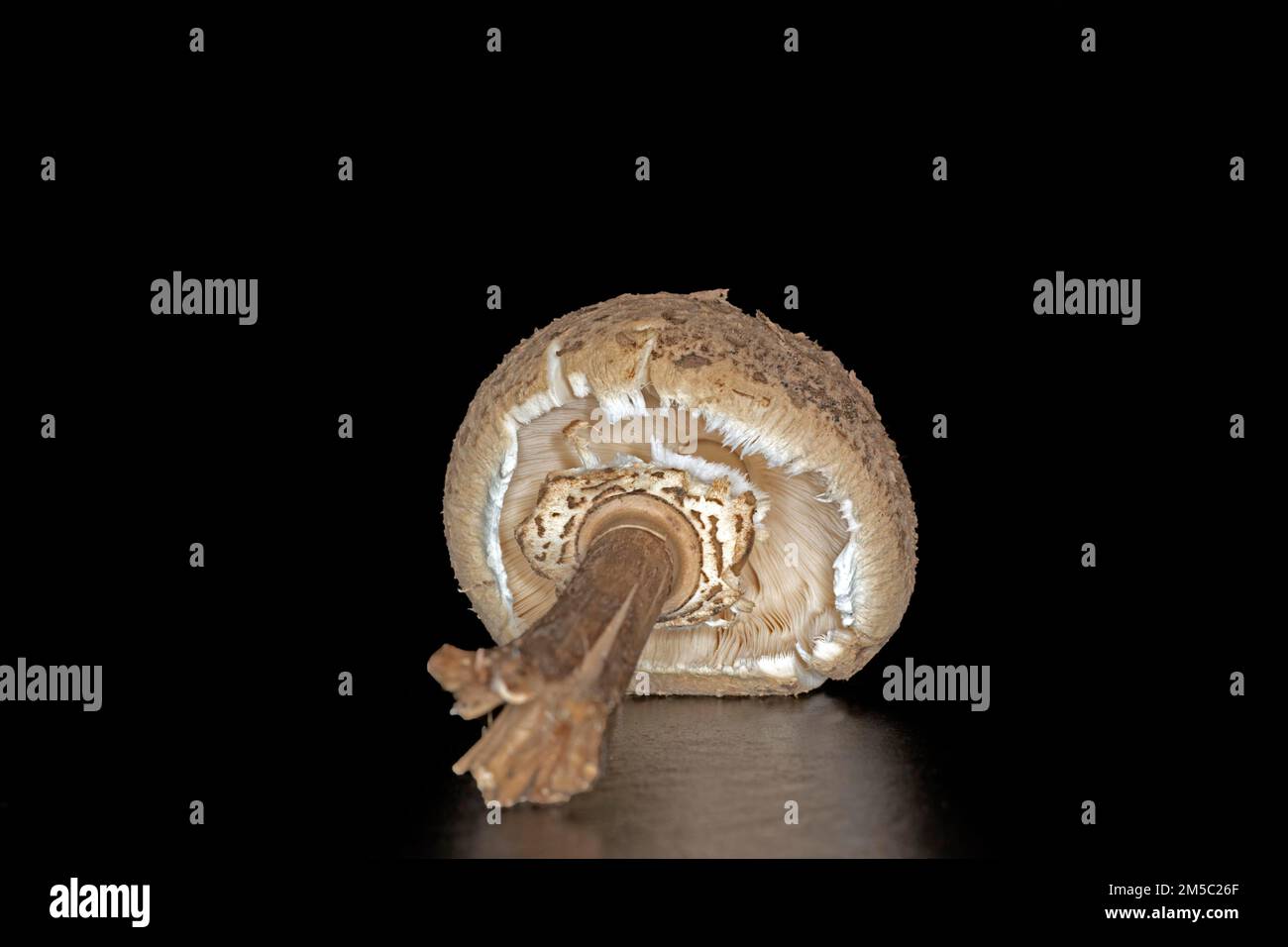 Riesenschirmpilze (Macrolepiota), Studiofotografie mit schwarzem Hintergrund Stockfoto