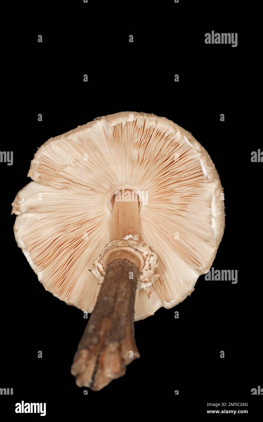 Riesenschirmpilze (Macrolepiota), Studiofotografie mit schwarzem Hintergrund Stockfoto