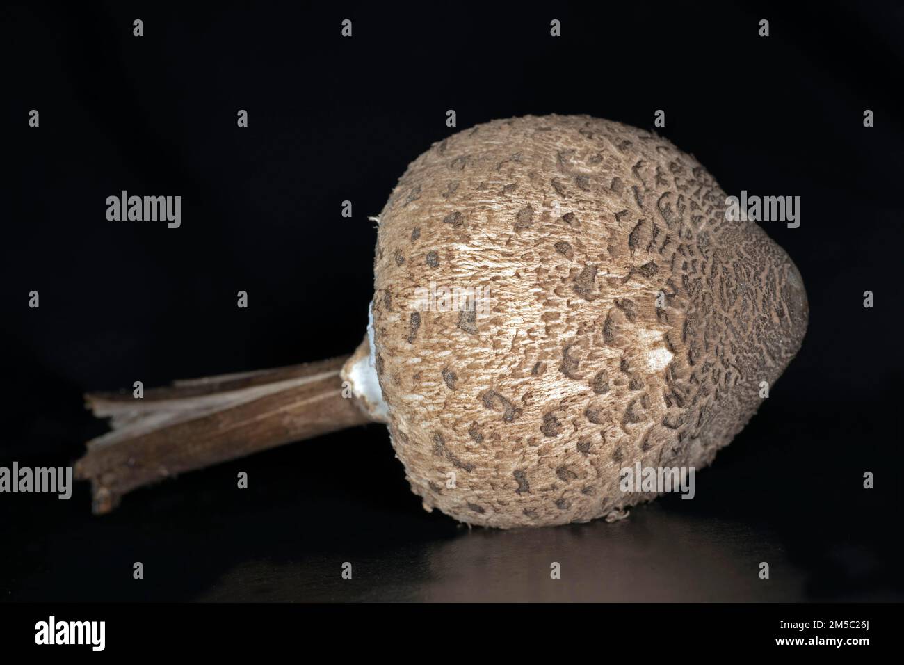 Riesenschirmpilze (Macrolepiota), Studiofotografie mit schwarzem Hintergrund Stockfoto