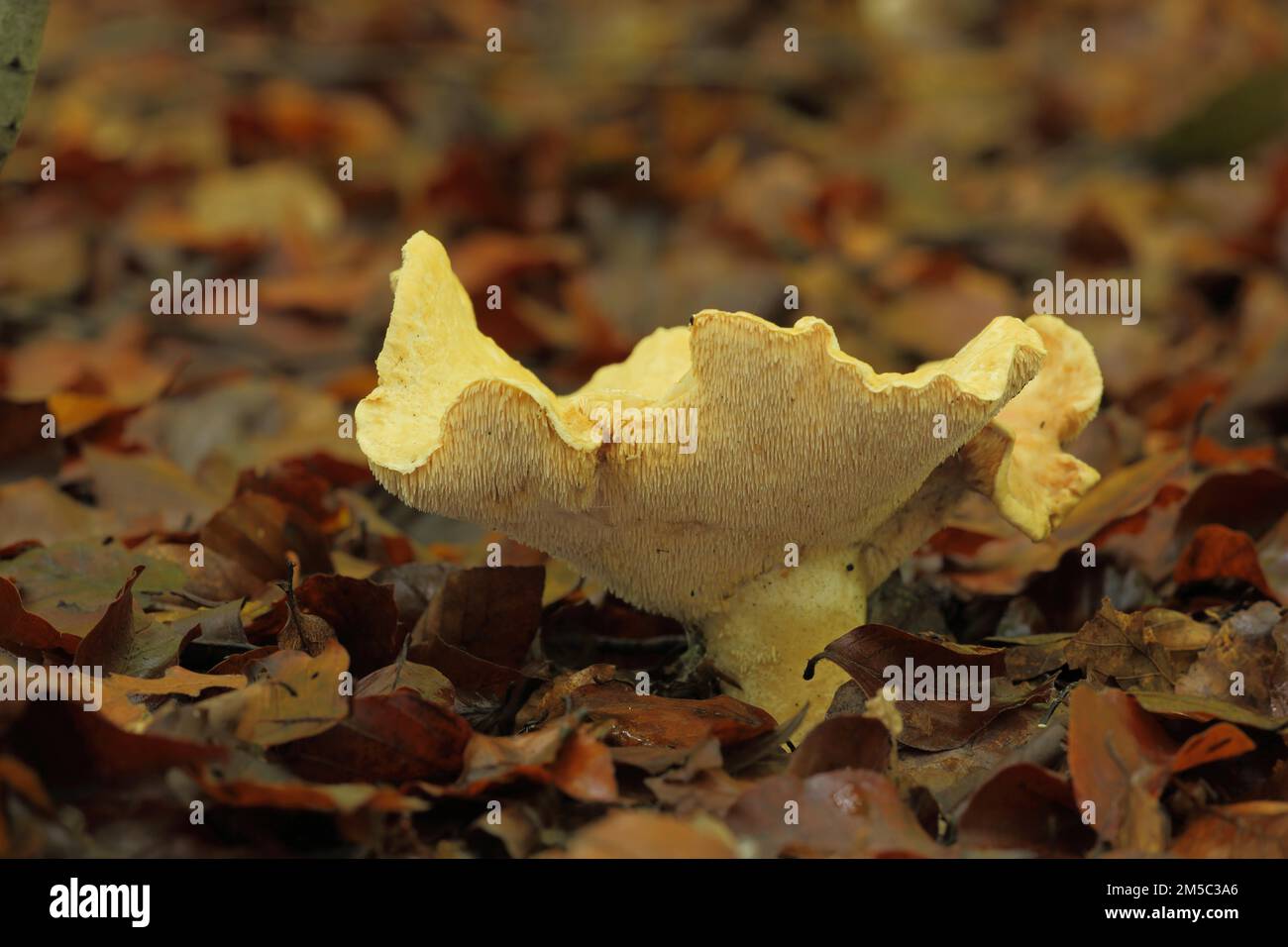 Igelpilz (Hydnum repandum), Bremthal, Eppstein, Taunus, Hessen, Deutschland Stockfoto