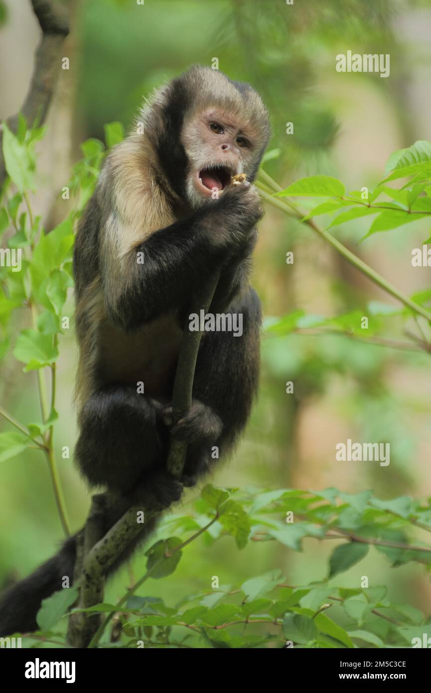 Goldbauchkapuchin (Cebus xanthosternos), ausgewachsen, füttert, Kapuziner, Kapuzineraffe, Cebus, Kapuzinerartige, Kapuziner, Anthropoidae, Neue Welt Stockfoto
