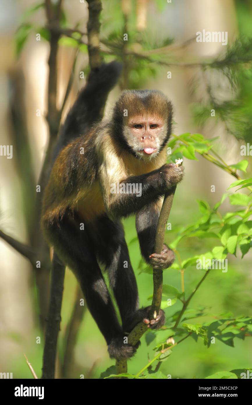 Goldbauchkapuchin (Cebus xanthosternos), ausgewachsener Kapuzineraffe, Kapuzineraffe, Kapuzineraffe, Cebus, kapuzinerartige Kapuziner, Anthropoiden, Neue Welt Stockfoto