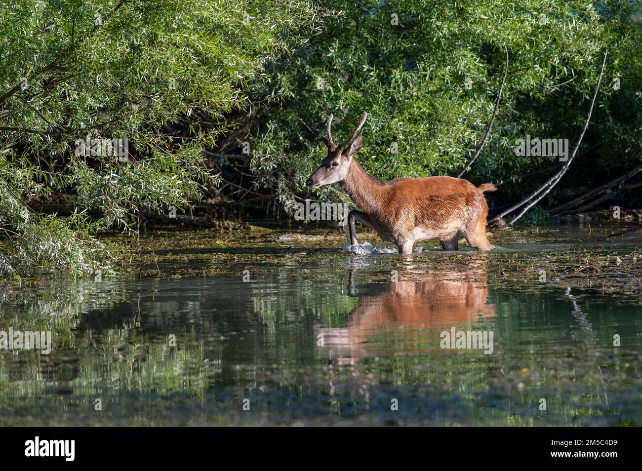 Rotwild (Cervus elaphus), junger Rotwild, Speer fließt durch das Wasser am Ufer Stockfoto