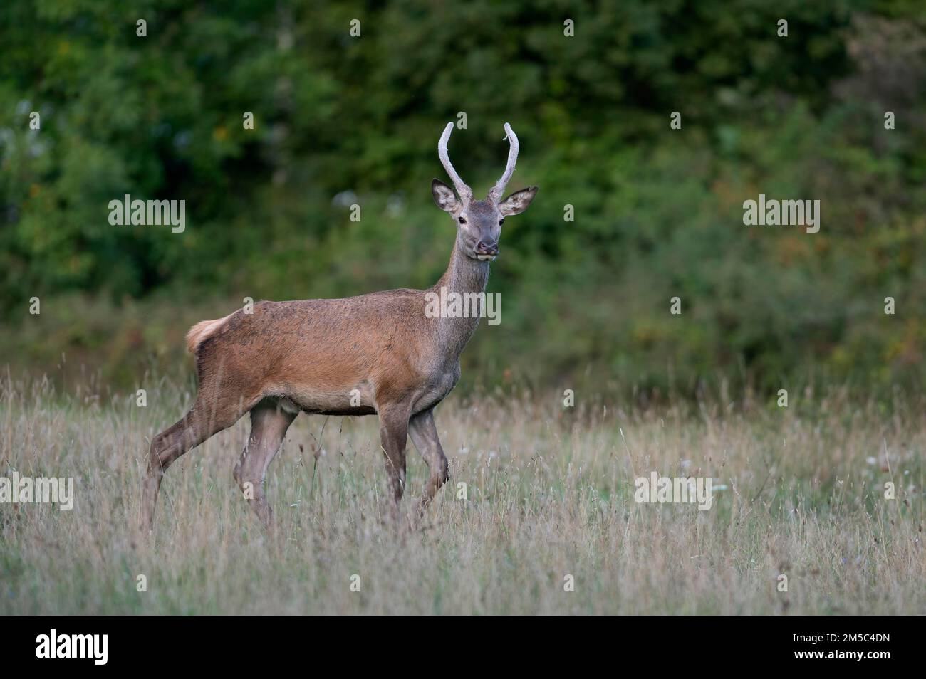 Rotwild (Cervus elaphus), junger Rotwild, Speer auf der Waldrodung Stockfoto