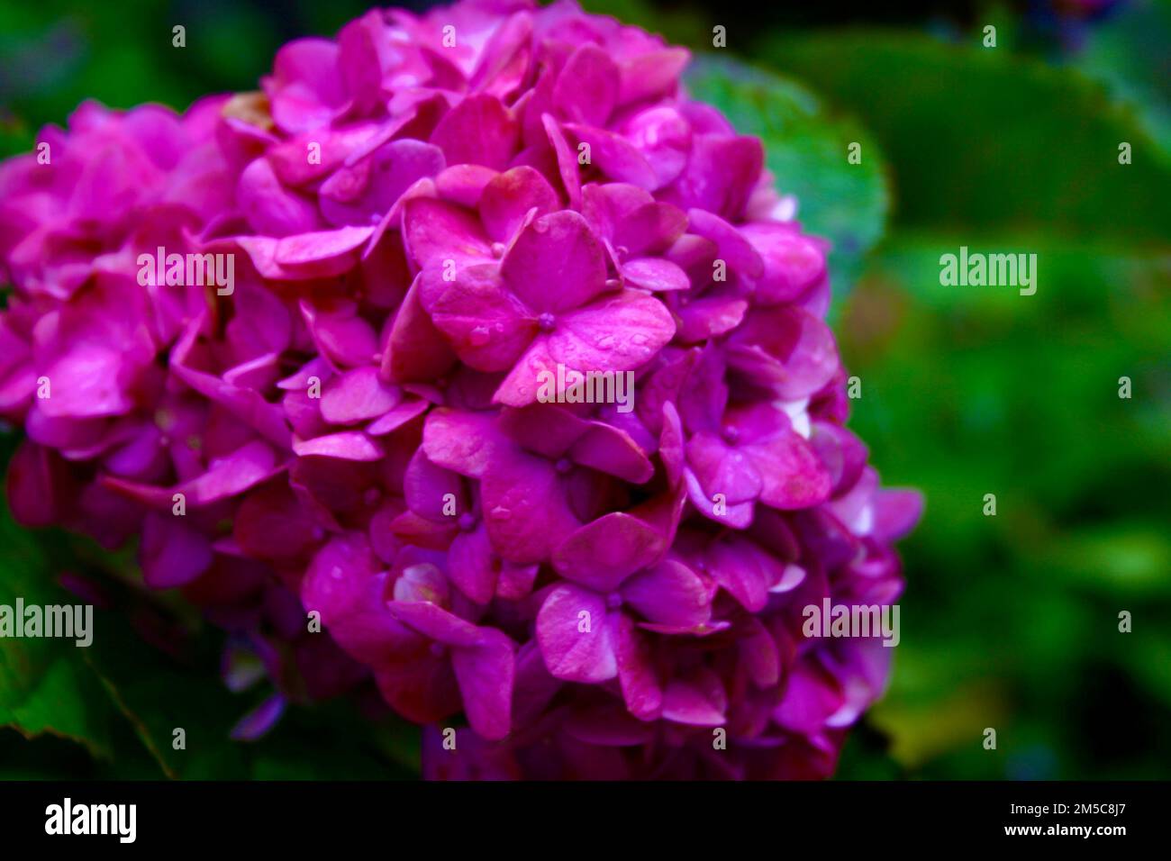 Leuchtend rosafarbener Blumenstrauch auf grünem Blatthintergrund Stockfoto
