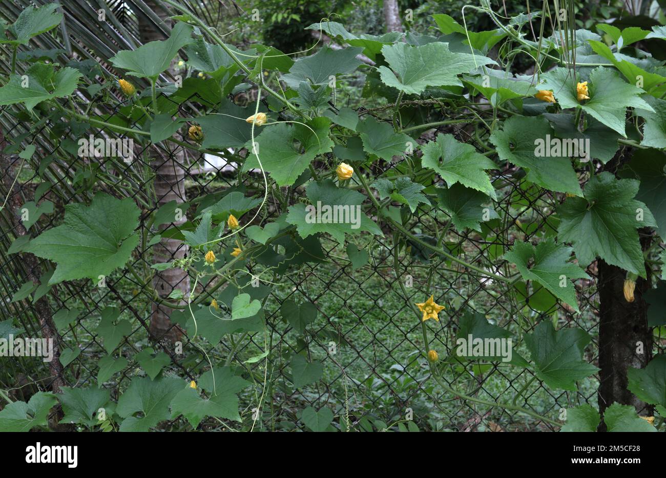 Eine Kürbispflanze mit blühenden Blüten, die auf einem Zaun mit Kettengliedern im Hinterhof wachsen Stockfoto