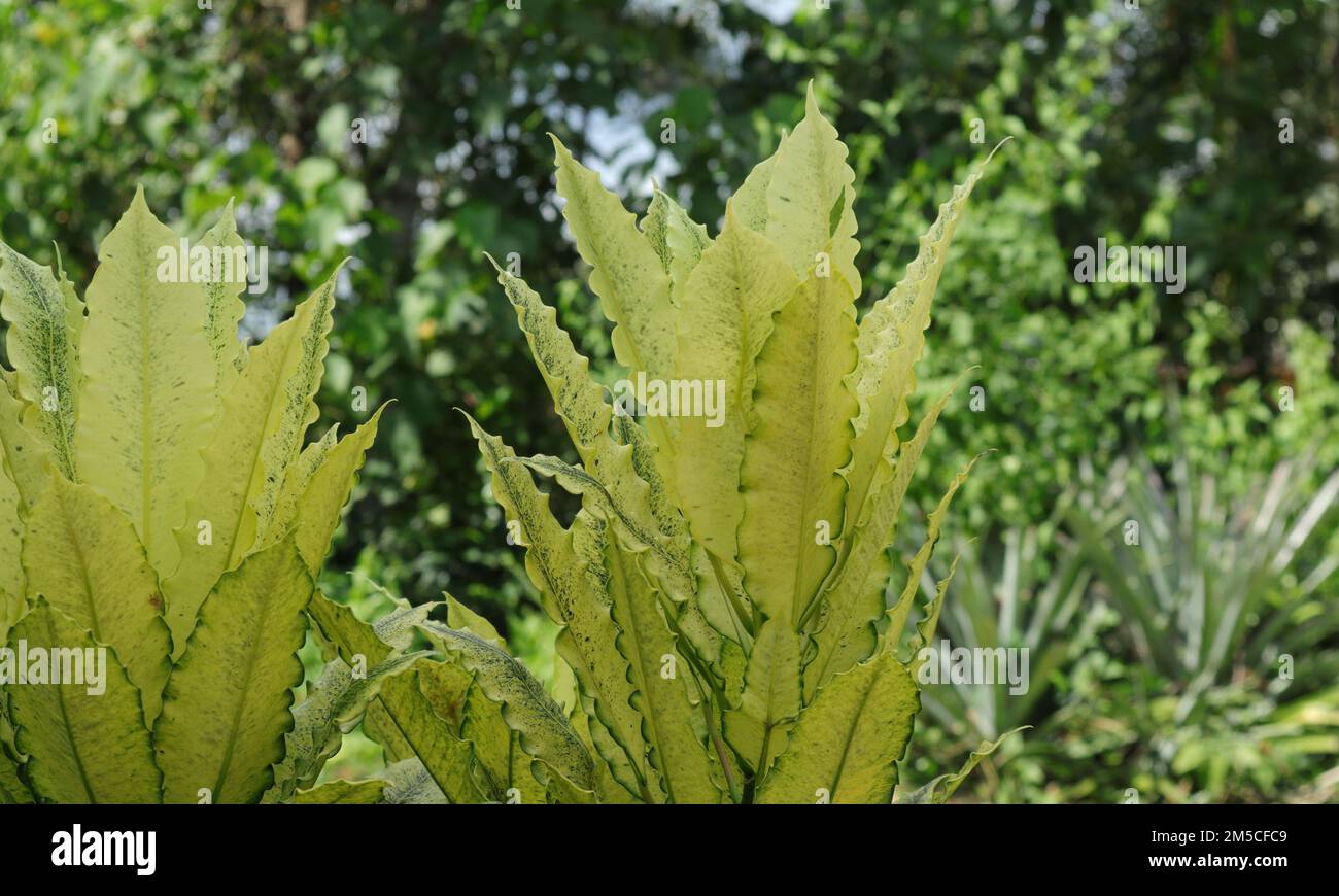 Ein wunderschöner Blick auf die gelben Blätter einer Croton-Pflanze Stockfoto