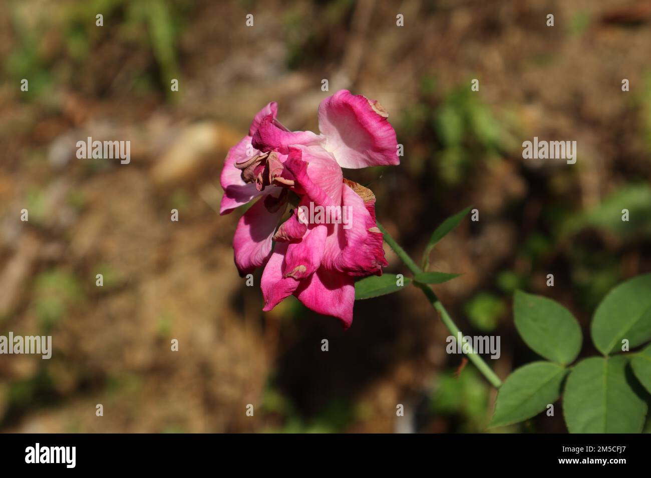 Seitlicher Blick auf eine tote rosa Rosenblume, die fast schon die Blütenblätter im Garten herablässt Stockfoto