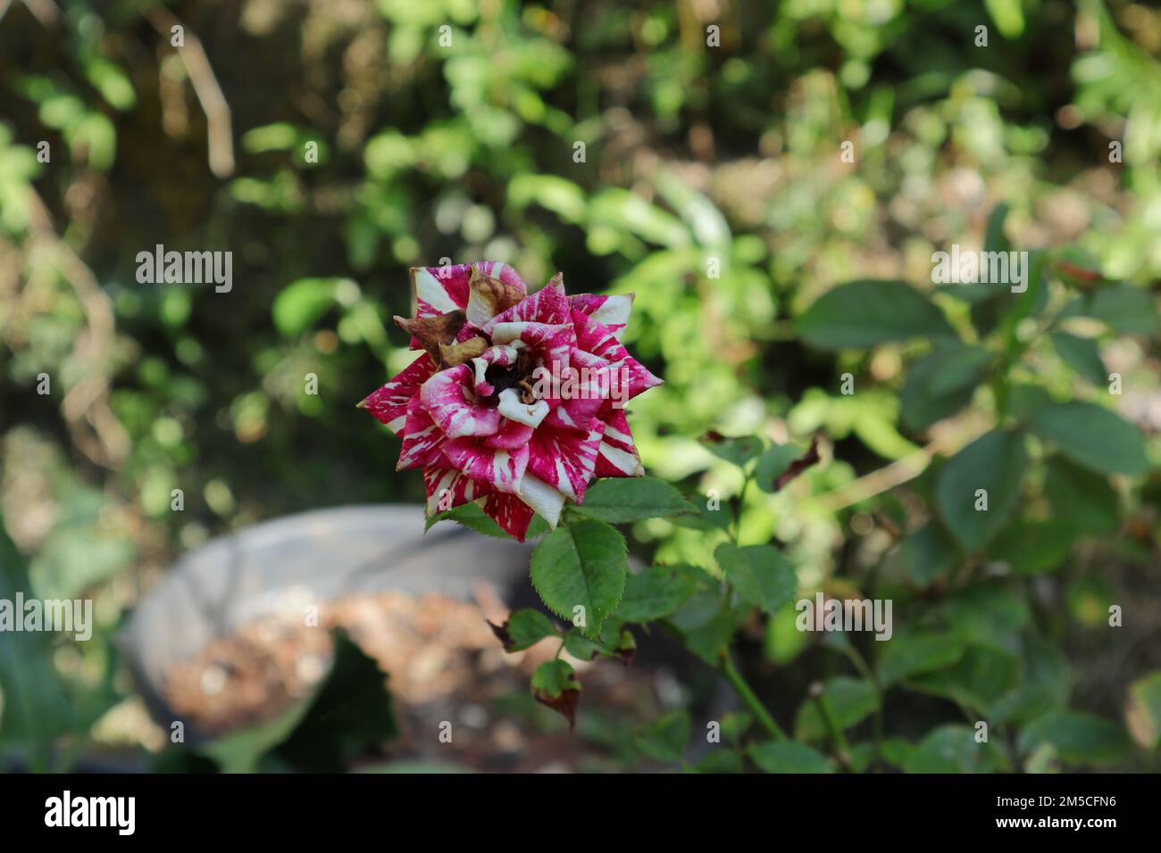 Schließen Sie eine tote Blume aus einer Mischung aus violetten und weißen Rosen im Garten Stockfoto