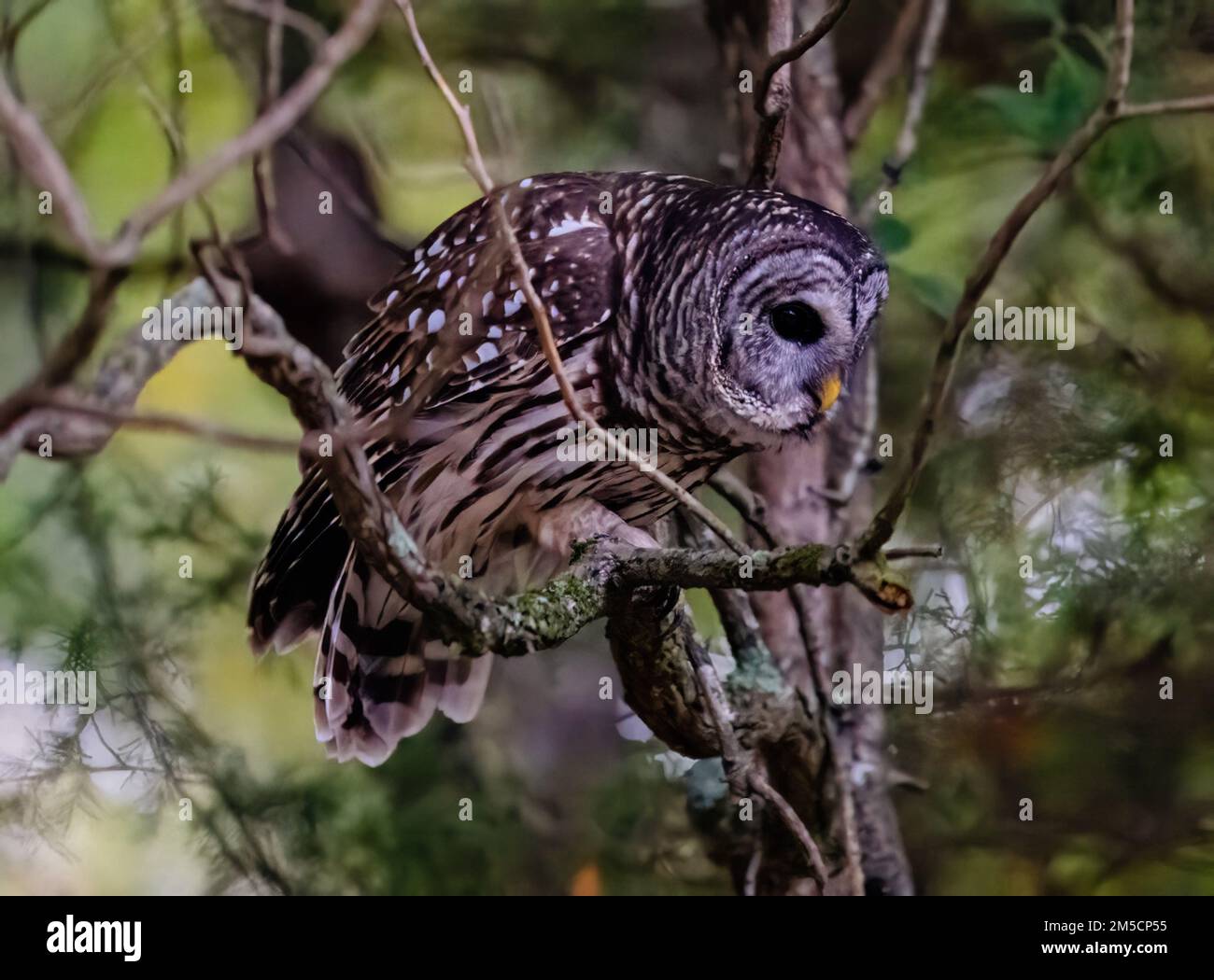 Eine Nahaufnahme einer Eulen, die auf einem Baum steht. Strix varia. Stockfoto