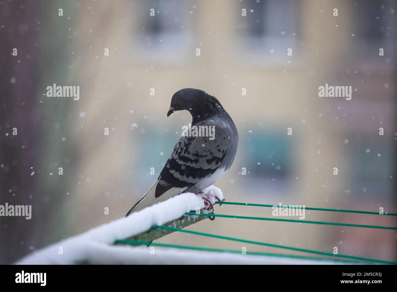 Eine einsame wilde Taube sitzt während des Schneefalls auf dem Balkon Stockfoto