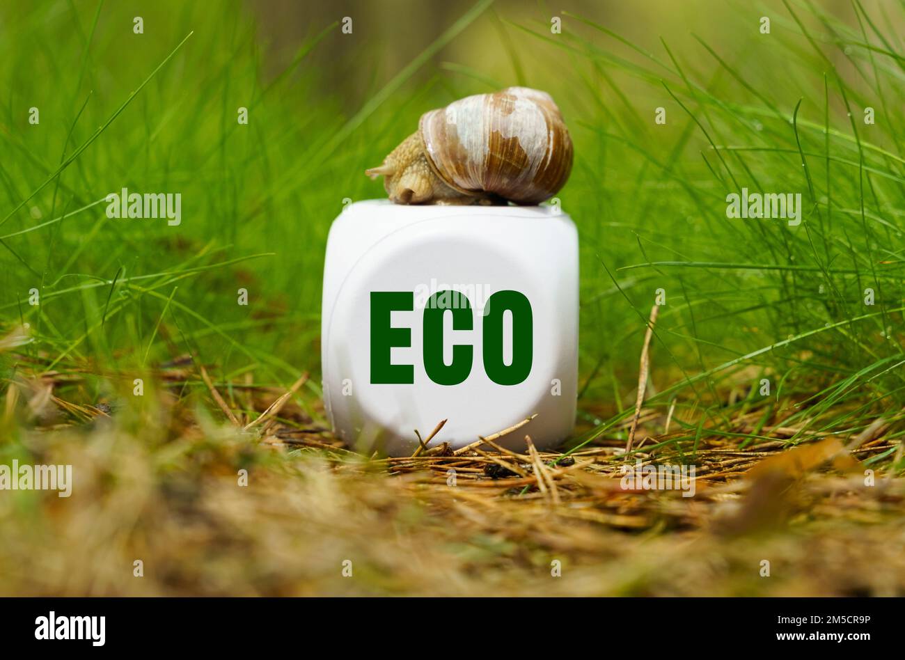 Ökologisches Konzept. Auf dem grünen Gras ist ein weißer Würfel mit einer Schnecke, auf dem Würfel ist eine Inschrift - Eco Stockfoto