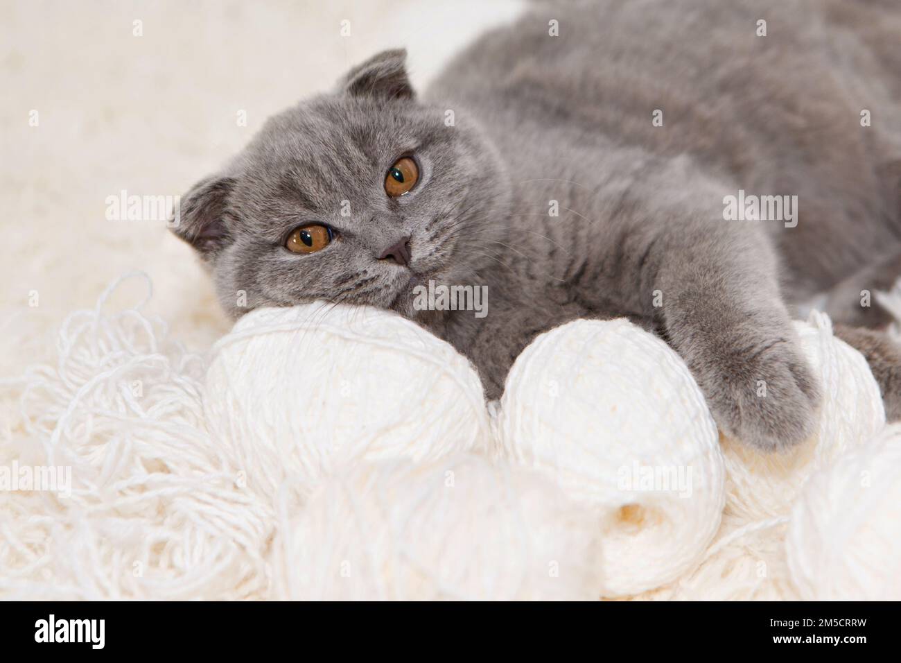 Eine graue Katze spielt mit einer weißen Wollkugel auf einem flauschigen Teppich. Das glückliche Kätzchen streichelt gern die Hand der Frau. britische Kurzfassung. CAT für Werbeband. Verspielte Nahaufnahme des Tieres. Hochwertiges Foto Stockfoto