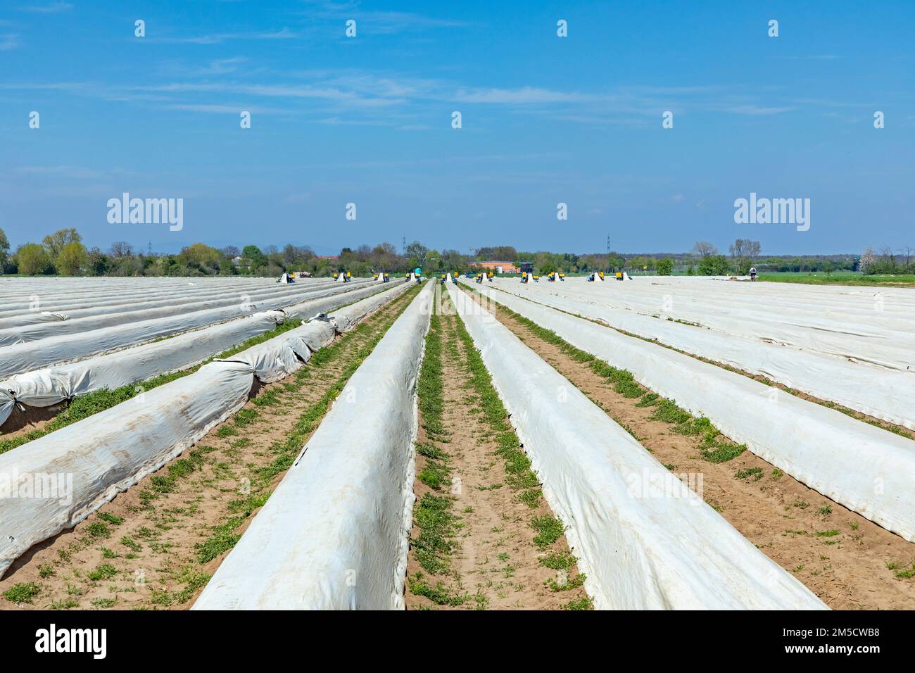 Spargelfeld in Deutschland im Frühling, teilweise mit Folie bedeckt Stockfoto