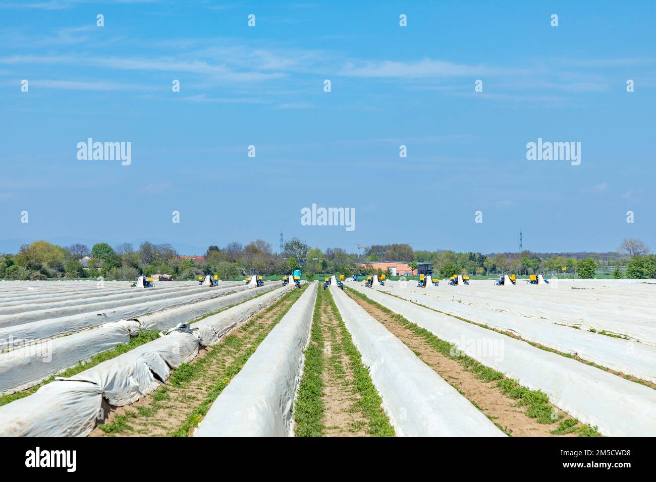 Spargelfeld in Deutschland im Frühling, teilweise mit Folie bedeckt Stockfoto
