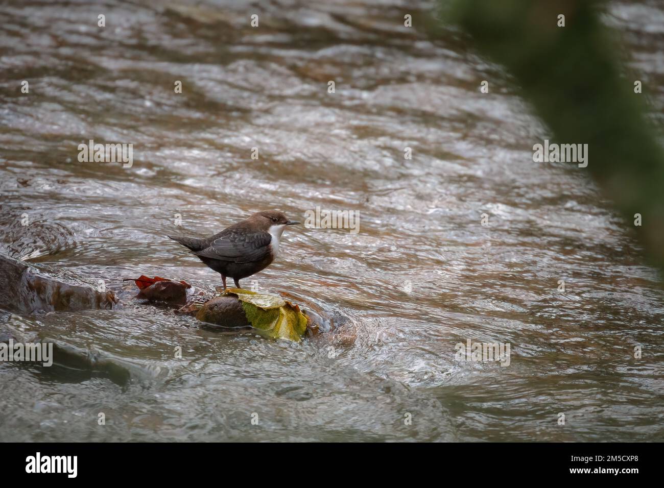 In einem Fluss durch Horner Wood sitzt ein Dipper auf einem Stein, während er auf das Wasser nach Nahrung schaut Stockfoto