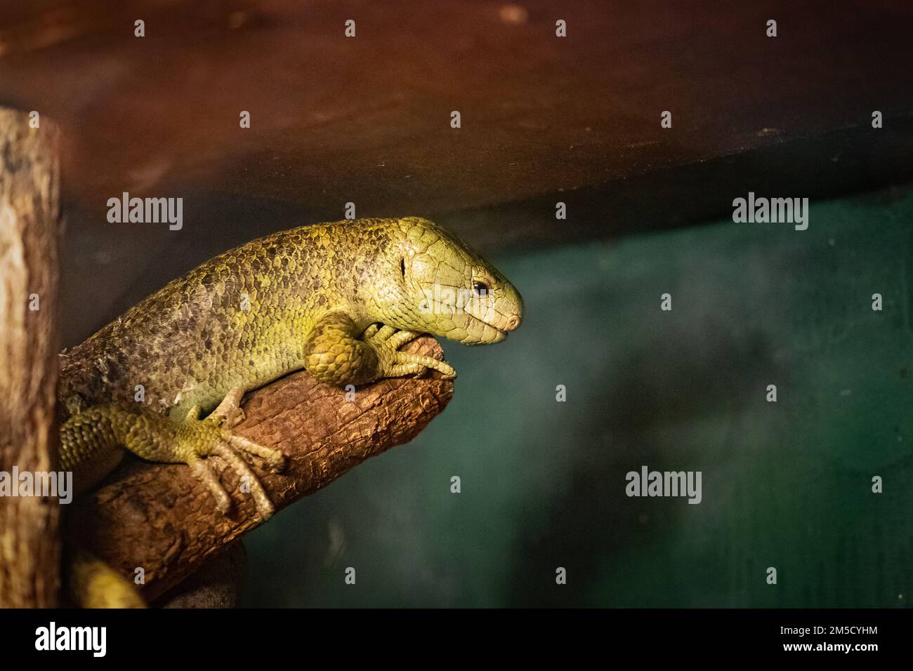Im Tropiquaria Zoo befindet sich ein Salomon-Inselskink (Corucia zebrata) in seinem großen Becken Stockfoto