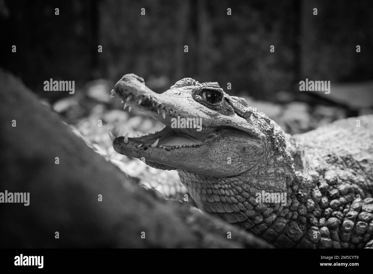 In einem speziell gebauten Panzer im Tropiquaria Zoo in Somerset lebt dieser Kaiman (Caiman crocodilus) Stockfoto