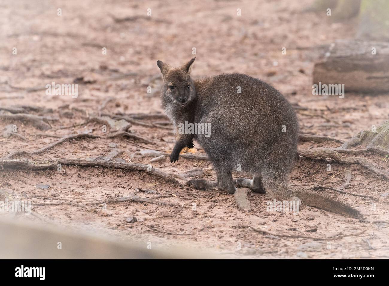 Im Wallaby-Bereich eine der dort ansässigen Rothalswallabys (Macropus rufogriseus) im Tropiquaria Zoo in der Nähe von Watchet in West Somerset Stockfoto