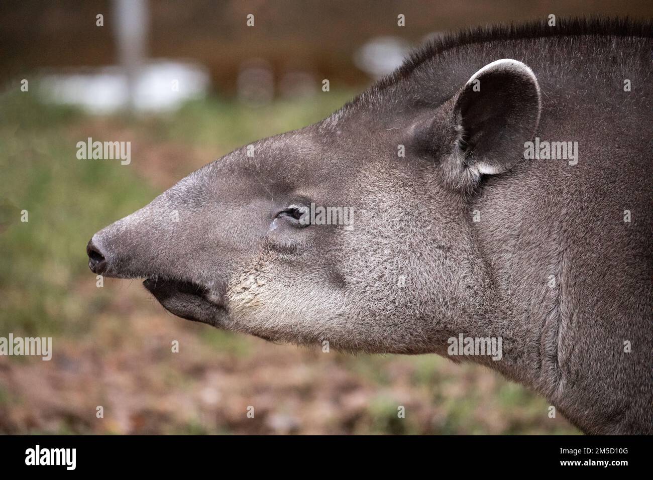 Blick von der Seite auf die weibliche Flachlandtapir (Tapirus terrestris) im Tropiquaria Zoo in West Somerset Stockfoto