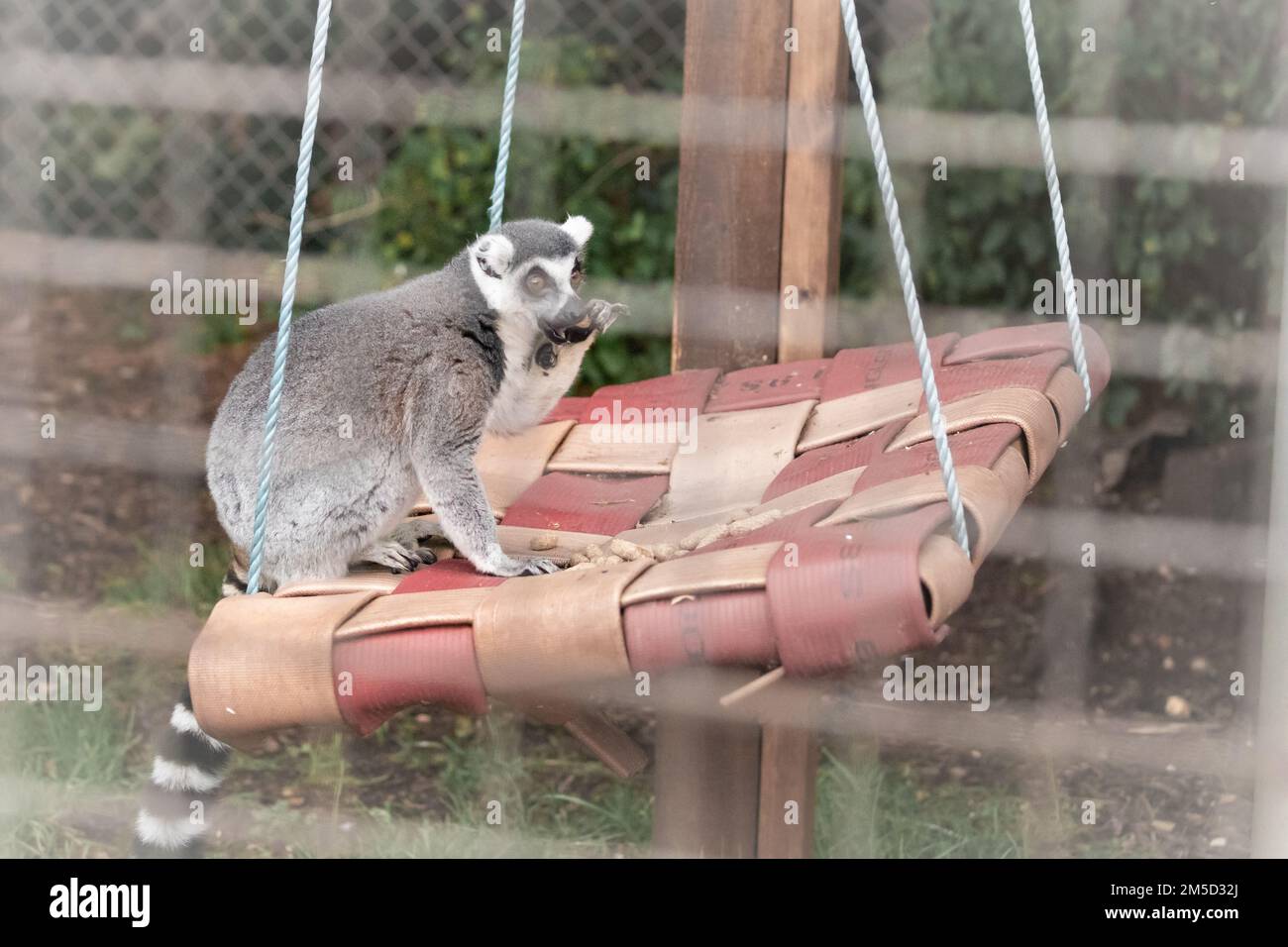 Auf einer Schaukel in ihrem Gehege ernährt sich ein Ringschwanzlemur (Lemur catta) von Erdnüssen. Im Tropiquaria Zoo, West Somerset Stockfoto