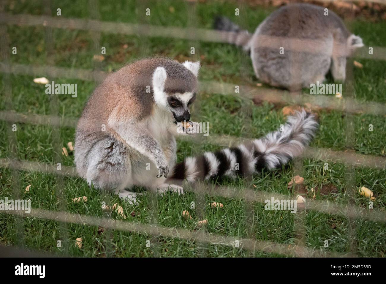 In seiner Umgebung sitzt ein Lemur (Lemur catta) auf dem Gras und isst eine Erdnuss. Im Tropiquaria Zoo, Watchet, Somerset Stockfoto