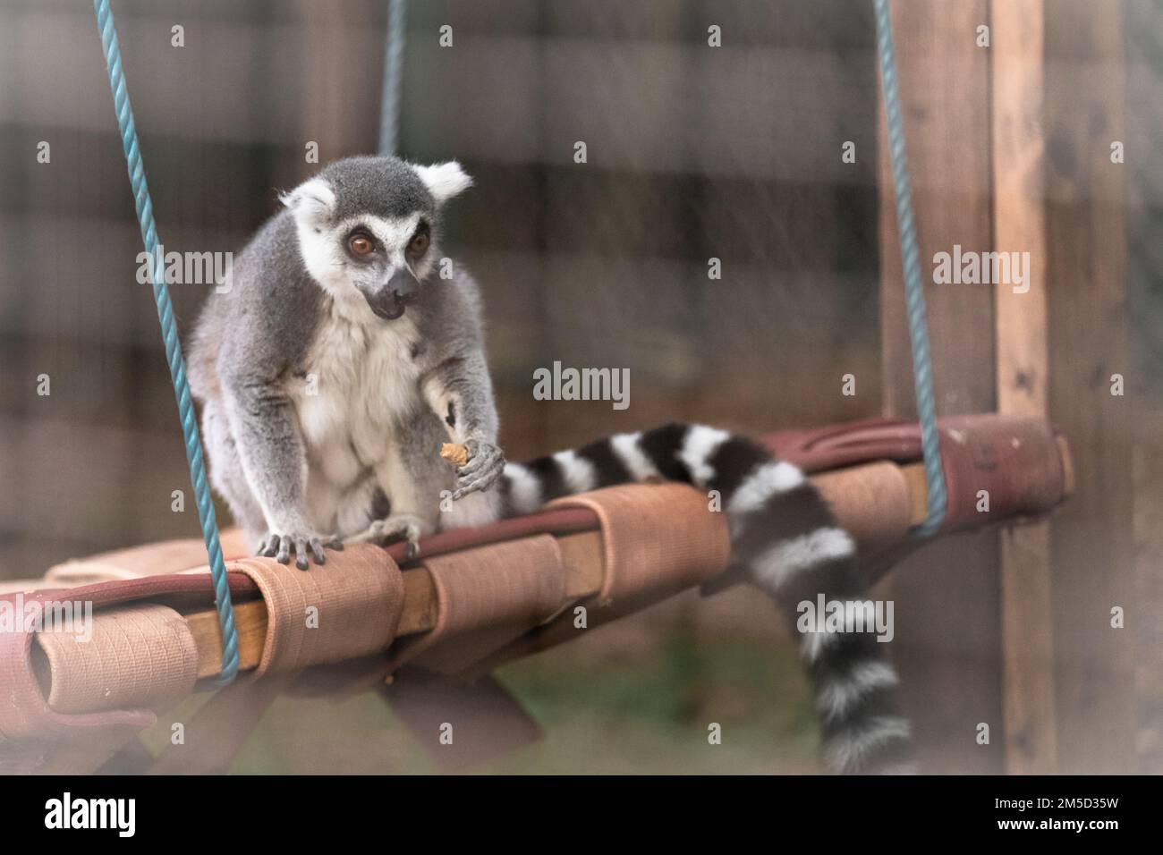In der Anlage sitzt ein Ringschwanzleemur (Lemur catta) auf einer Schaukel, um eine Erdnuss zu essen. Im Tropiquaria Zoo, Watchet, Somerset Stockfoto