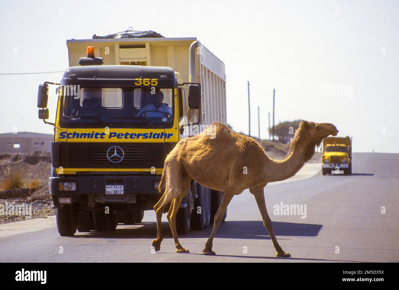 Verkehrsgefahr auf Landstraßen bei Dhaid, Sharjah Emirate, Vereinigte Arabische Emirate, 1985. Die Autobahnen in den VAE sind inzwischen weitgehend eingezäunt. Stockfoto