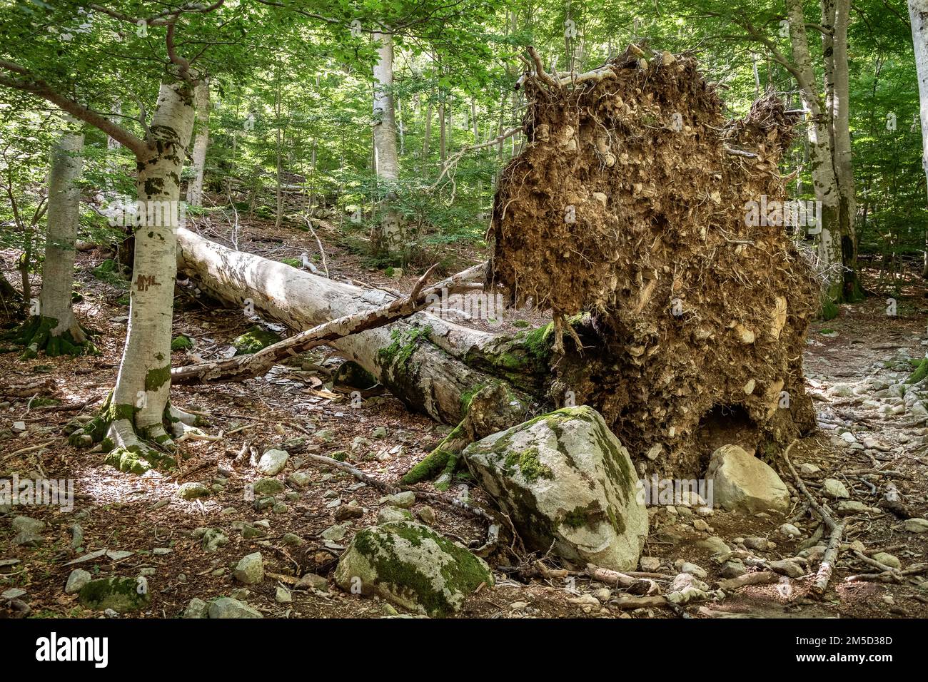 Entwurzelter Baum während des Abstiegs nach Vizzavona, GR20, Korsika, Frankreich Stockfoto