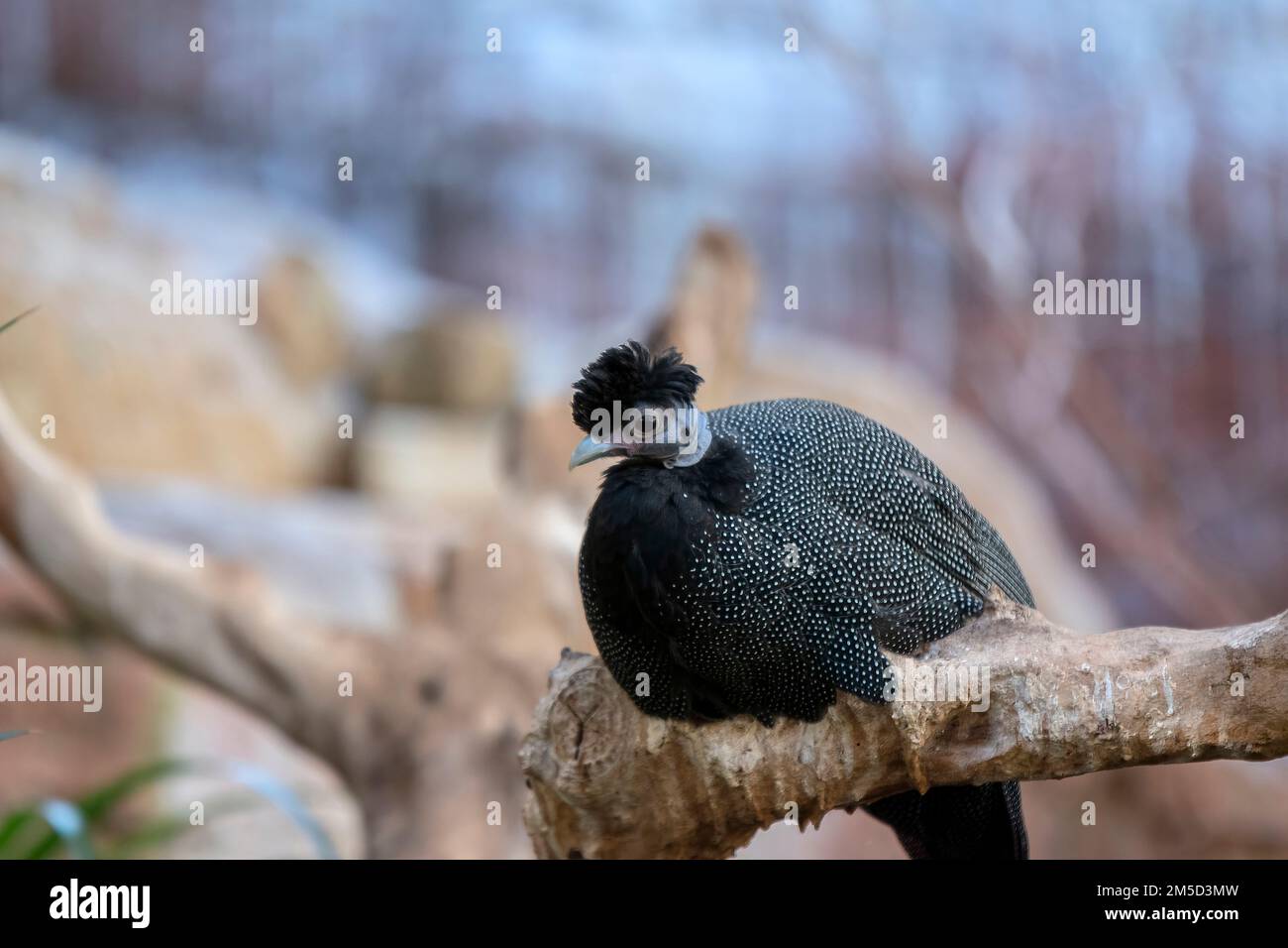 Guttera Pucherani Bird In Amsterdam Niederlande 2-11-2022 Stockfoto