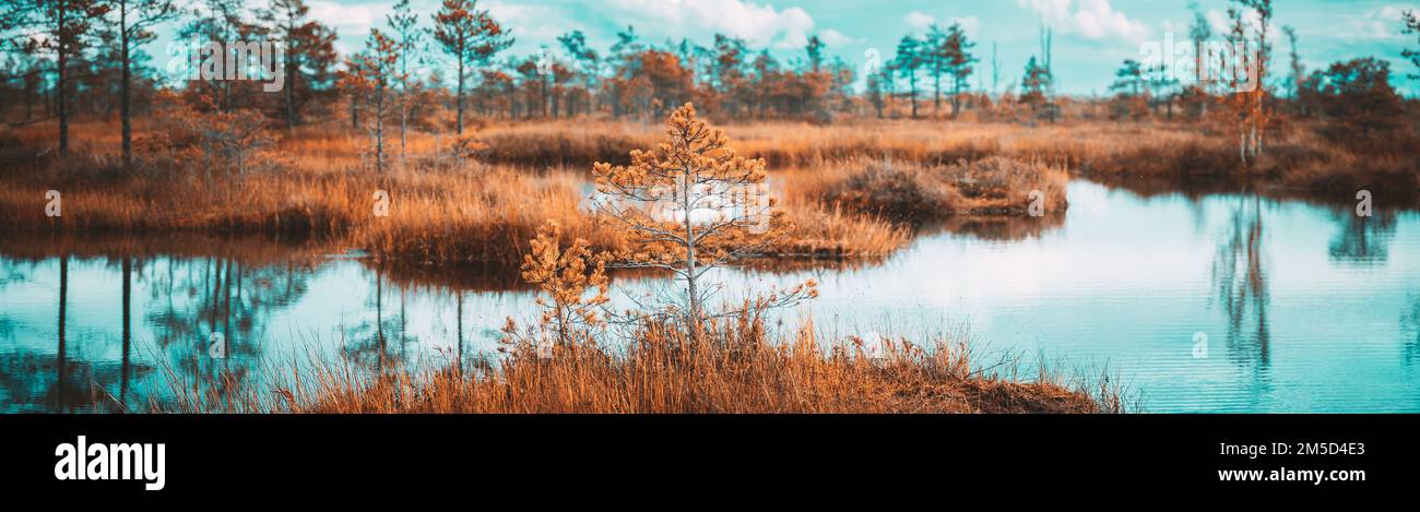 Heller, Dramatischer Himmel Über Dem Feuchtgebiet. Panoramablick Auf Den Natürlichen Sumpf. Nadelbäume Bei Bog. Naturschutzgebiet Am Sonnigen Herbsttag Stockfoto