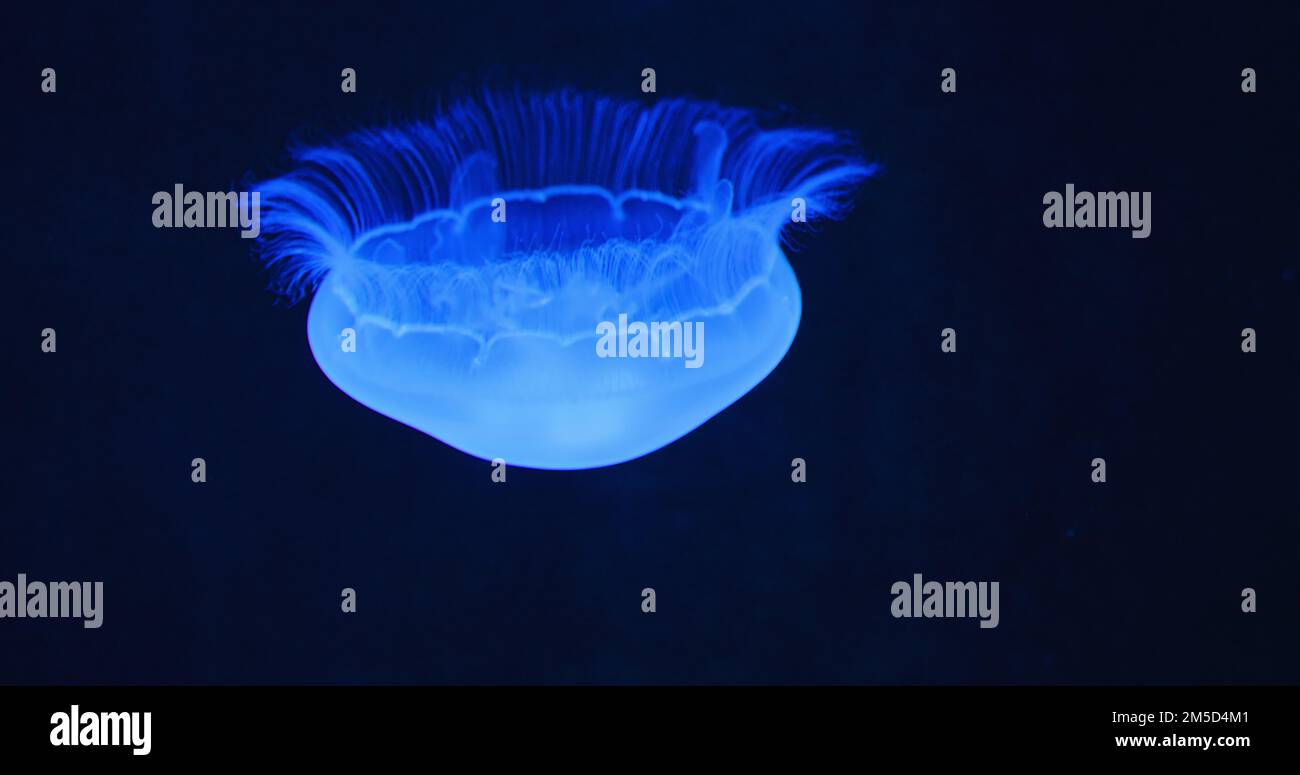 Mondqualle medusa, Untertasse, die im dunklen Aquarium schwimmt. Familie Ulmaridae. Nahaufnahme. Klares Wasser. Natürlicher Lebensraum. Unterwasseraufnahme Stockfoto