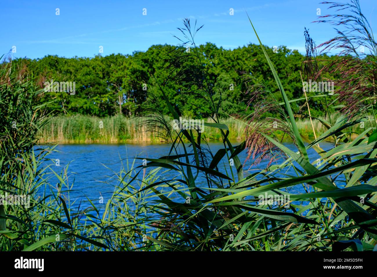 Flusslandschaft des sich schlängelnden Peene im Peene-Tal bei Randow, Hansestadt Demmin, Mecklenburg-Vorpommern, Deutschland. Stockfoto
