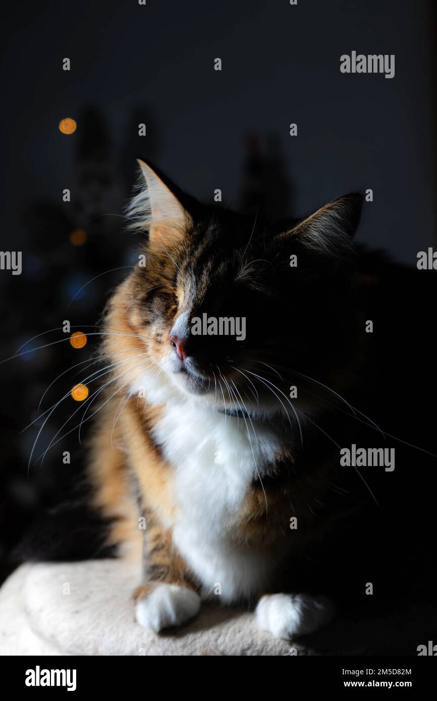Katze mit nur einem Auge, aber so süß Stockfoto