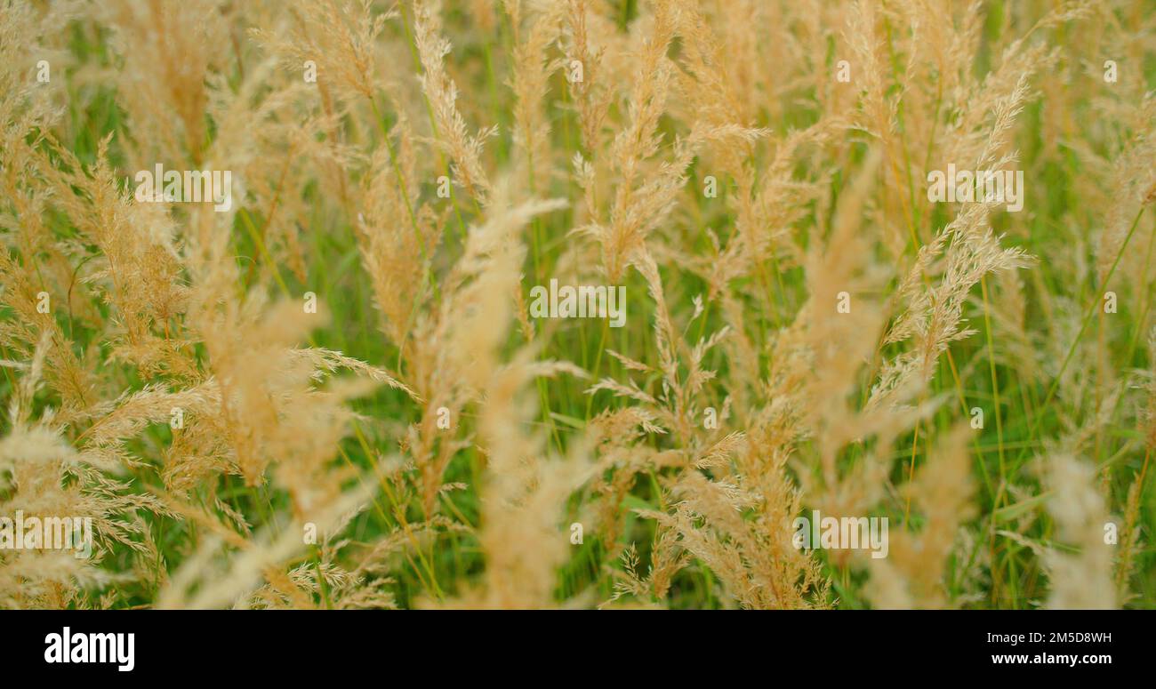 Weißes Schilf im Wind. Langes, flauschiges, getrocknetes Gras, das in Zeitlupe schwingt. Nahaufnahme von cogon Gras auf Wiese. Herbst. Rasen scheuern, Hintergrund verschwommen Stockfoto