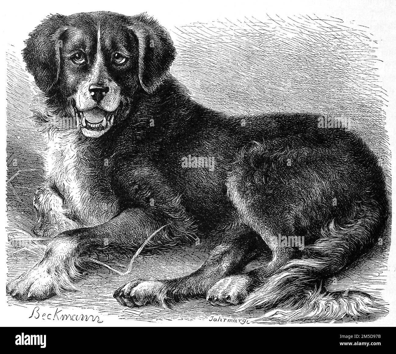 Neufundländer Hund, Canis familiaris extrarius terrae novae, Hunderasse, die aus Kanada stammt / Newfoundland Dog, Canis familiaris extrarius terrae novae, Hunderasse aus Kanada, Historisch, digital restaurierte Reproduktion einer Originalvorlage aus dem 19. Jahrhundert, genaues Originaldatum nicht bekannt / Historische, digital verbesserte Reproduktion eines Originals aus dem 19. Jahrhundert Stockfoto