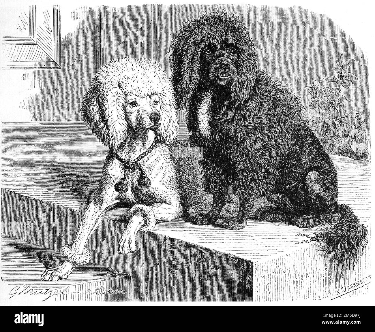 Hund, Pudel, Canis familiaris extrarius genuinus / Hund, Pudel, Pudel, Canis familiaris extrarius genuinus, Historisch, digital Restaurierte Reproduktion einer Originalvorlage aus dem 19. Jahrhundert, genaues Originaldatum nicht bekannt / Historische, digital verbesserte Reproduktion eines Originals aus dem 19. Jahrhundert Stockfoto