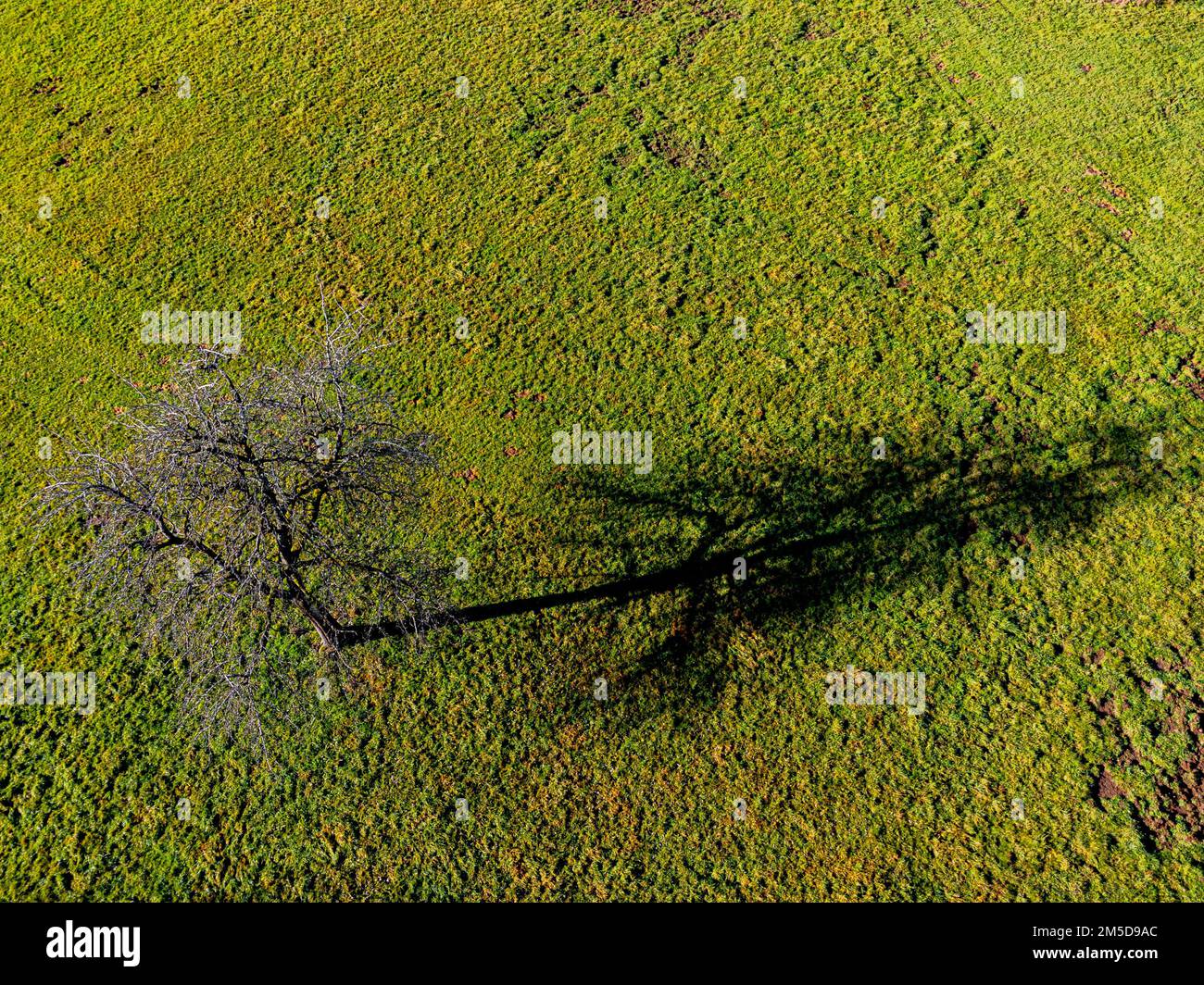 Luftaufnahme eines einzelnen Baumes, der einen langen Schatten auf eine Wiese mit Kopierbereich wirft Stockfoto