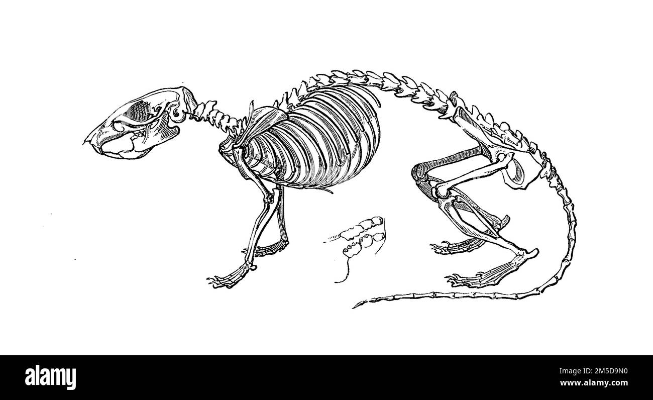 Skelett der Wanderratte / Skeleton der norwegischen Ratte, Historisch, digital restaurierte Reproduktion einer Originalvorlage aus dem 19. Jahrhundert, genaues Originaldatum nicht bekannt / Historische, digital verbesserte Reproduktion eines Originals aus dem 19. Jahrhundert Stockfoto