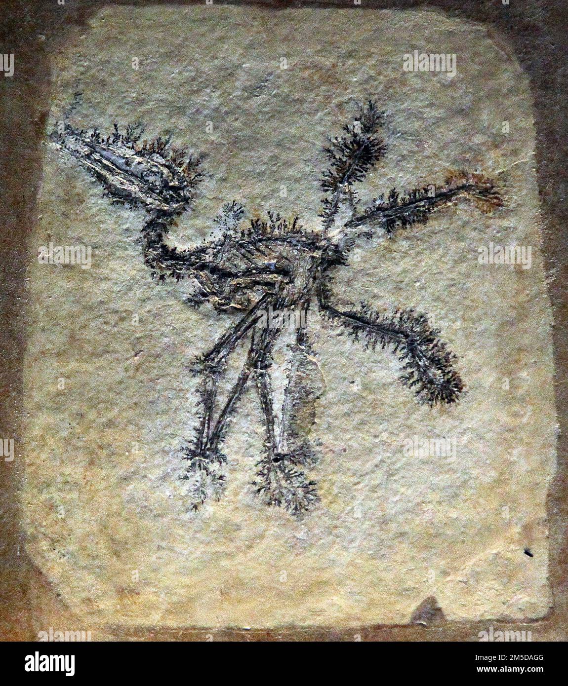 Pterodactylus antiquus.Pterodactylus Fossil.ausgestorbene Gattung von Pterosauriern.nur eine einzige Art.der erste Pterosaurier identifizierte ''fliegende Reptilien''.Solnhofener Kalkstein Bayern Deutschland.Spätjura vor 150,8 bis 148,5 Millionen Jahren.dünne Membran oder Patagium wurde zwischen seinen langen Fingerknochen gestreckt. Stockfoto