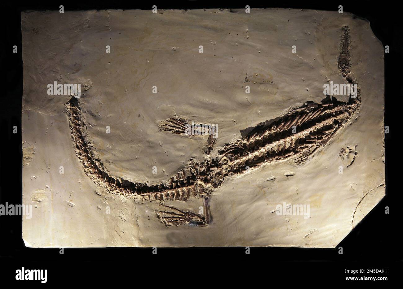 Mesosuchus Fotos und Bildmaterial in hoher Auflösung Alamy