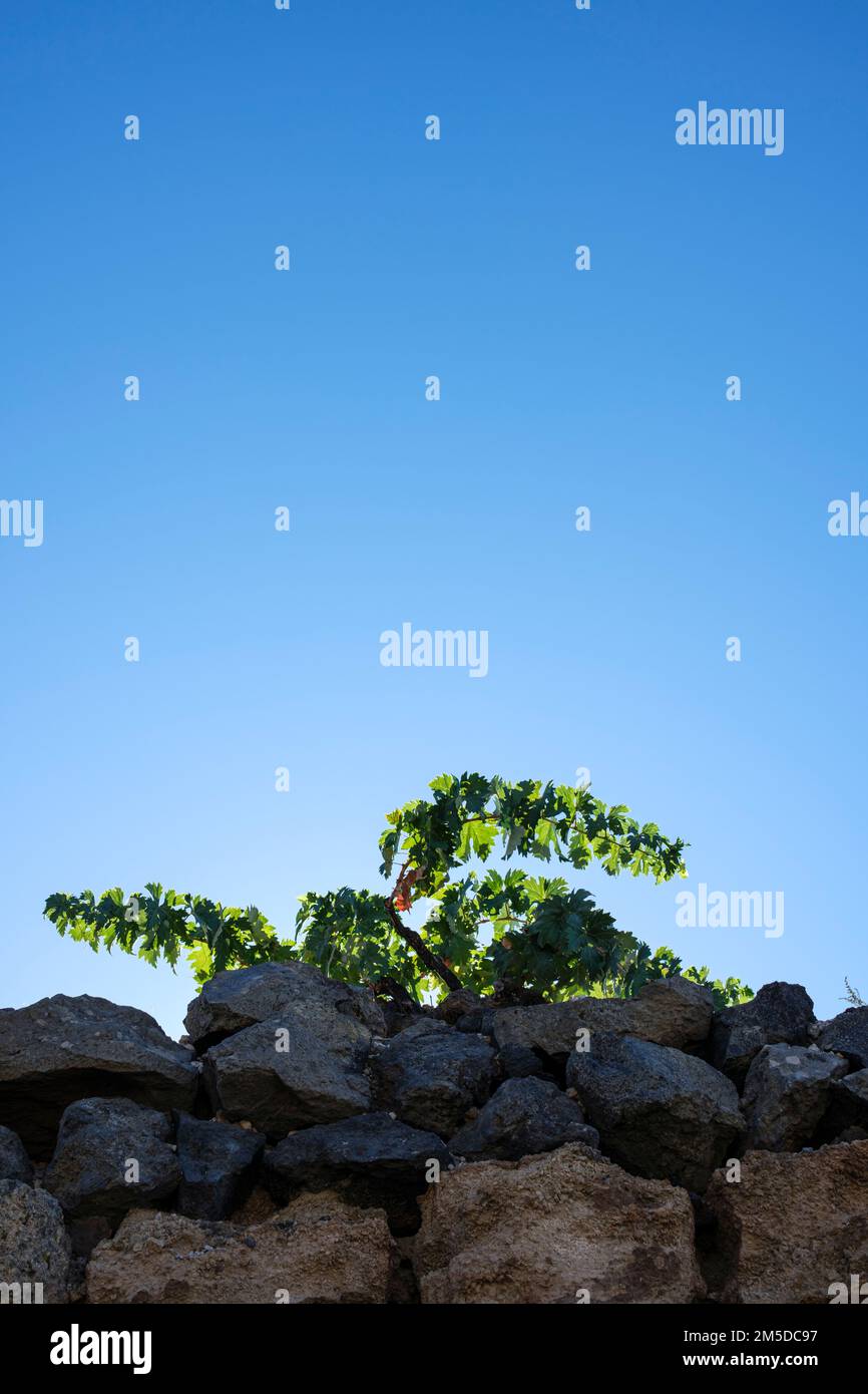 Reben mit Hintergrundbeleuchtung wachsen über einer vulkanischen Steinmauer vor einem klaren blauen Himmel in Cruz de Tea, Granadilla de Abona, Teneriffa, Kanarischen Inseln, Spanien Stockfoto