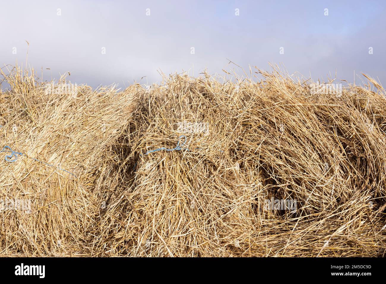 Getreide, Mais, geschnitten und auf den Dreschkreis gelegt, um während des Dreschtages für das Dreschen bereit zu sein, Dia de la trilla im Ecomuseo in San Jose Stockfoto