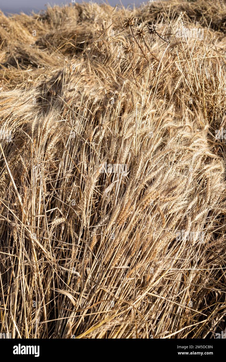 Getreide, Mais, geschnitten und auf den Dreschkreis gelegt, um während des Dreschtages für das Dreschen bereit zu sein, Dia de la trilla im Ecomuseo in San Jose Stockfoto